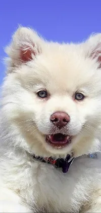 a dog Live Wallpaper