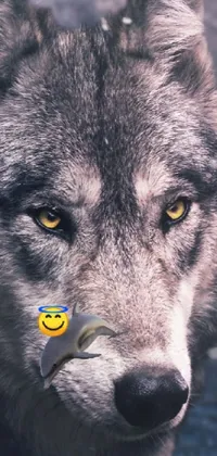 Looking for an eye-catching live wallpaper for your phone? This design features a stunning close-up of a wolf with intense eyes, surrounded by a colorful collage effect