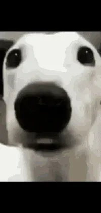 Looking for an unique phone live wallpaper that features a fascinating black and white close-up photo of a dog's face? You'll love this surrealistic claymation dog character infused with realistic elements, including a straight nose and realistic black and white visuals