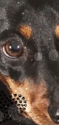 Head Dog Eye Live Wallpaper