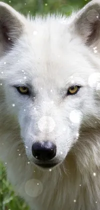 The White Wolf Live Wallpaper showcases a beautiful wolf in Hurufiyya or Fenrir style, staring straight forward with a wistful expression