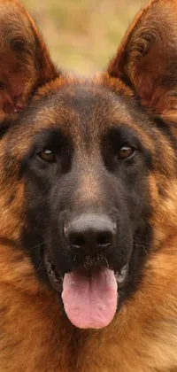 Head Dog Eye Live Wallpaper