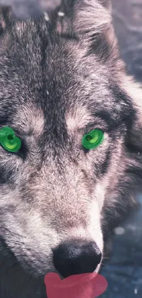 wolf upearance Live Wallpaper