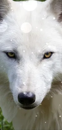 Icelandic she-wolf Live Wallpaper