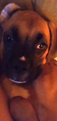 Bring a heartwarming feel to your phone with this live wallpaper featuring a close-up of a boxer dog