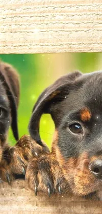 This phone live wallpaper features two adorable puppies peeking over a rustic wooden fence