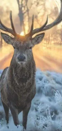 Head Elk Deer Live Wallpaper