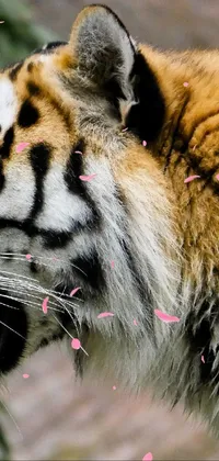 stunning tiger Live Wallpaper