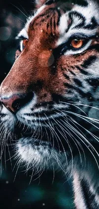Head Eye Bengal Tiger Live Wallpaper