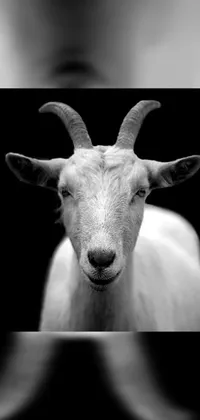 Introducing a captivating phone live wallpaper showcasing a black and white photo of a goat