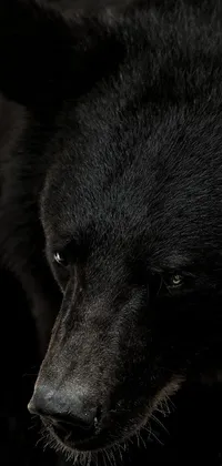 This phone live wallpaper features a stunning photorealistic close-up portrait of a black bear&#39;s face