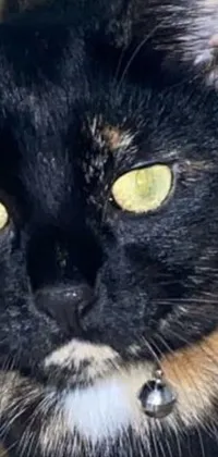 Head Eye Cat Live Wallpaper