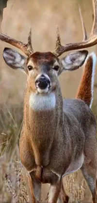 Head Eye Deer Live Wallpaper