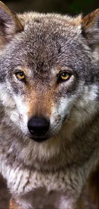 Enhance your phone's aesthetic with this captivating live wallpaper featuring a close-up of a wolf walking along a trail