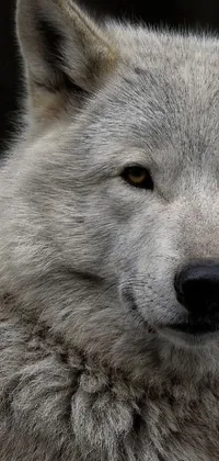 This live wallpaper features a captivating portrait of a fierce wolf