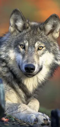 Head Eye Dog Live Wallpaper