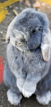 This adorable phone live wallpaper showcases a cute rabbit sitting on the ground