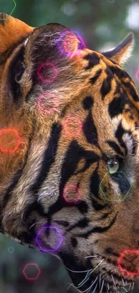 This phone live wallpaper features a striking close-up of a Sumatran tiger's face in profile view surrounded by lush trees