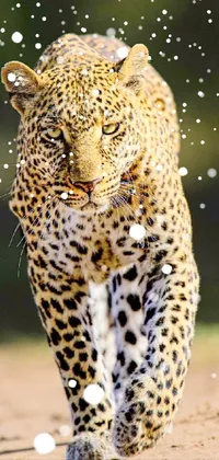 This live wallpaper depicts a stunning, lifelike portrait of a majestic leopard walking across a dry field
