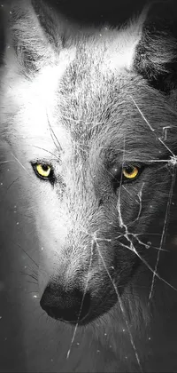 This phone live wallpaper features a stunning black and white photograph of an alpha wolf with yellow eyes; ideal for those who appreciate the beauty of nature and animals