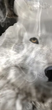 lonely wolf  Live Wallpaper