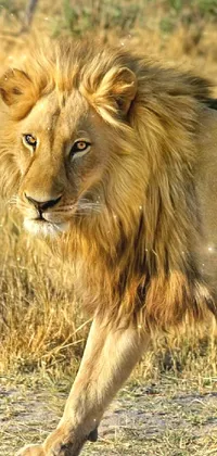 Head Eye Masai Lion Live Wallpaper