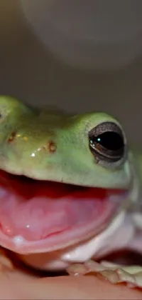 Add a touch of whimsy to your phone with this live wallpaper featuring a close up of a hand holding a cute little frog