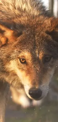 This phone live wallpaper showcases an ultra-realistic close-up of a wolf with a blurred background