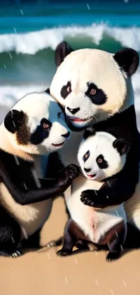 panda Live Wallpaper