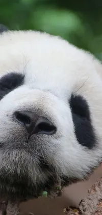 Head Eye Panda Live Wallpaper