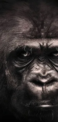 A stunning live wallpaper for your phone featuring a close-up portrait of a gorilla's face on a black background