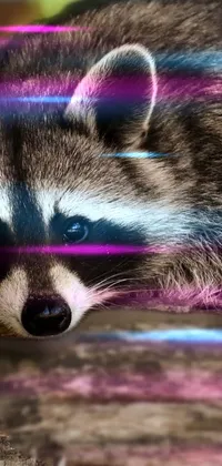 Raccoon Zoom Live Wallpaper