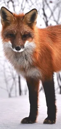Head Eye Red Fox Live Wallpaper
