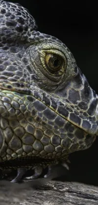 Head Eye Reptile Live Wallpaper