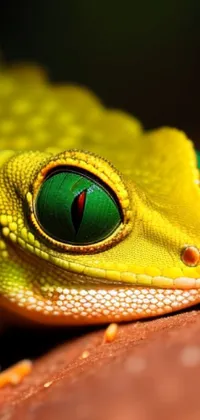 Head Eye Reptile Live Wallpaper