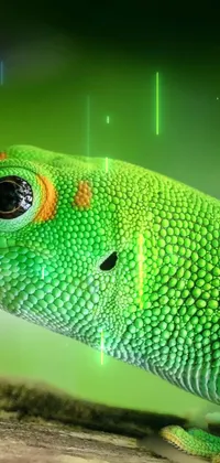 Head Eye Scaled Reptile Live Wallpaper