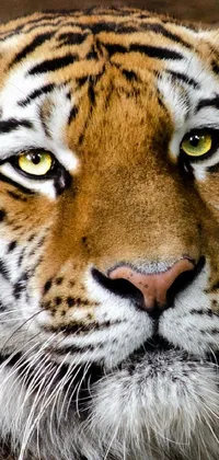 Premium AI Image  Tiger face wallpapers for iphone and android