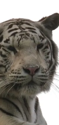 Head Eye Siberian Tiger Live Wallpaper