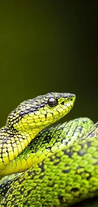 This phone live wallpaper showcases a green snake on a leafy background