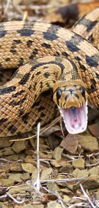This phone live wallpaper features a striking image of a snake with its mouth open
