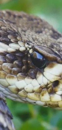 Head Eye Snake Live Wallpaper