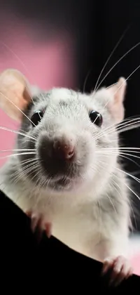 rat Live Wallpaper