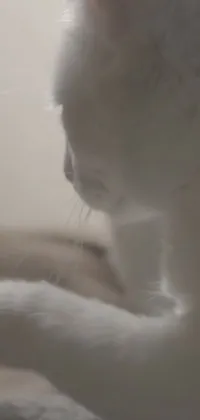 This charming phone live wallpaper features a beautiful white cat sitting on a bed beside a laptop computer
