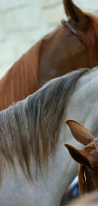 This phone live wallpaper features a photorealistic image of several horses standing together