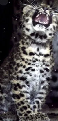 This phone live wallpaper features a high-quality image of a leopard with an open mouth