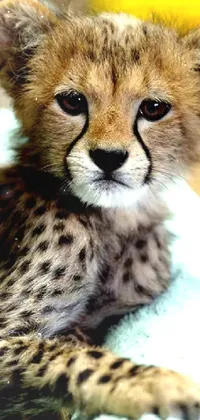 Looking for an adorable and playful phone live wallpaper? Look no further than this endearing image of a baby cheetah on a green towel, complete with a tall glass of water in the background