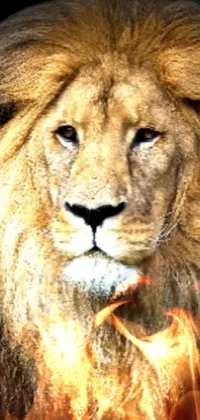 This mobile phone live wallpaper boasts a stunning close-up image of a lion in a neo-primitive style