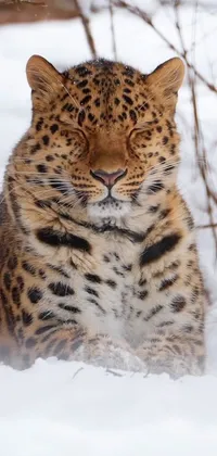 Head Felidae Snow Live Wallpaper