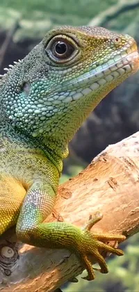 This phone live wallpaper features a close-up of a lizard perched on a tree branch