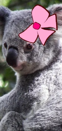 Head Koala Eye Live Wallpaper
